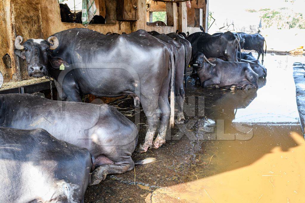 Indian buffaloes tied up in a line with dirty water in a concrete shed on an urban dairy farm or tabela, Aarey milk colony, Mumbai, India, 2023