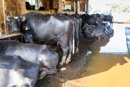 Indian buffaloes tied up in a line with dirty water in a concrete shed on an urban dairy farm or tabela, Aarey milk colony, Mumbai, India, 2023