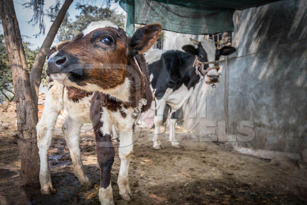 Dairy calf tied up away from his mother in a small rural dairy in Maharashtra.