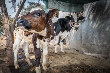 Dairy calf tied up away from his mother in a small rural dairy in Maharashtra.