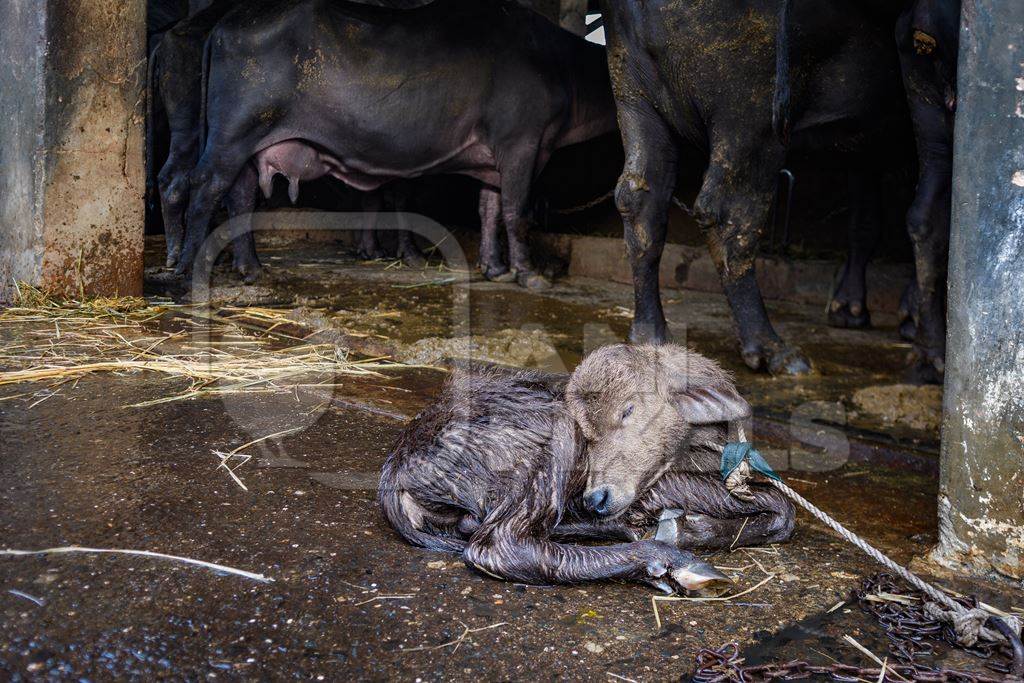 Small newborn baby Indian buffalo calf tied up away from mother on an urban dairy farm or tabela, Aarey milk colony, Mumbai, India, 2023