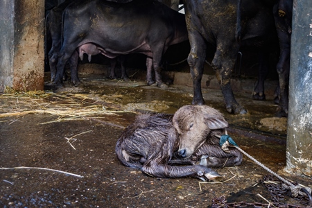 Small newborn baby Indian buffalo calf tied up away from mother on an urban dairy farm or tabela, Aarey milk colony, Mumbai, India, 2023