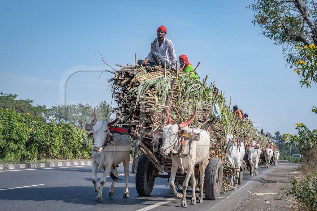 Many working Indian bullocks pulling sugarcane carts working as animal labour in the sugarcane industry in Maharashtra, India, 2020