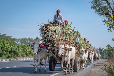 Many working Indian bullocks pulling sugarcane carts working as animal labour in the sugarcane industry in Maharashtra, India, 2020