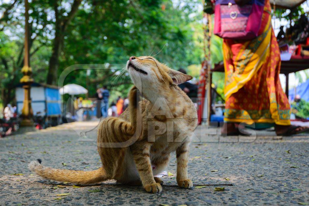 Street cat at Kochi fishing harbour in Kerala