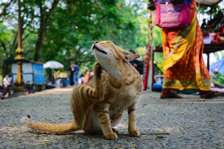 Street cat at Kochi fishing harbour in Kerala