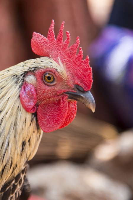 Head of a chicken or cockerel