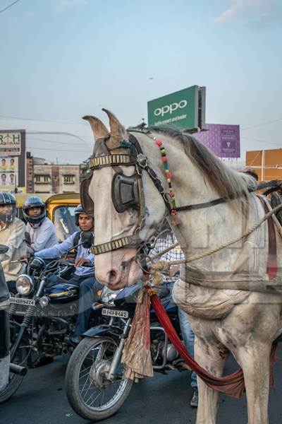 Working horse used for labour on the road in busy traffic pulling loaded cart with man in Bihar, India