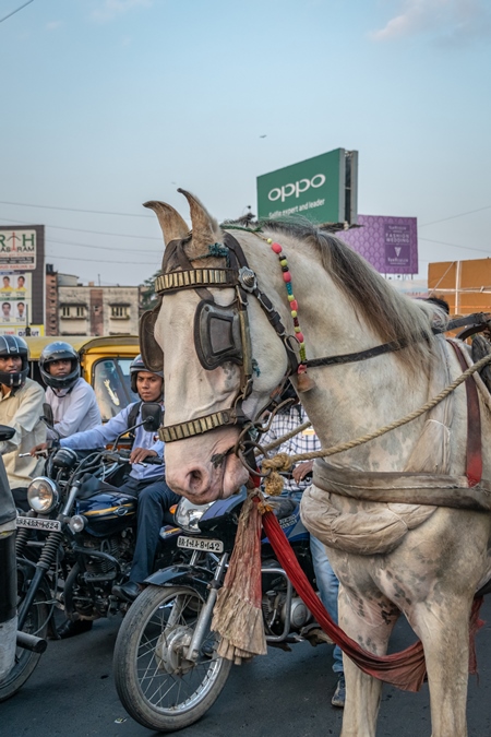 Working horse used for labour on the road in busy traffic pulling loaded cart with man in Bihar, India