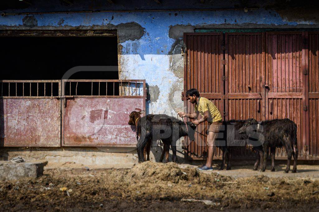 Indian buffalo calves tied up outside an urban dairy farm or tabela, part of Ghazipur dairy farms, Delhi, India, 2022
