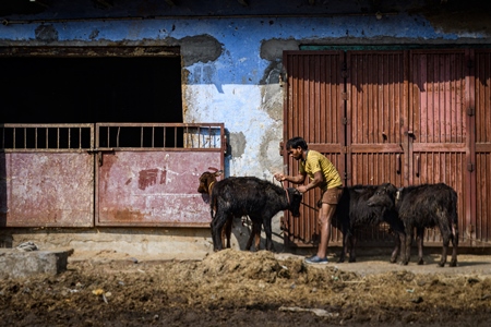 Indian buffalo calves tied up outside an urban dairy farm or tabela, part of Ghazipur dairy farms, Delhi, India, 2022