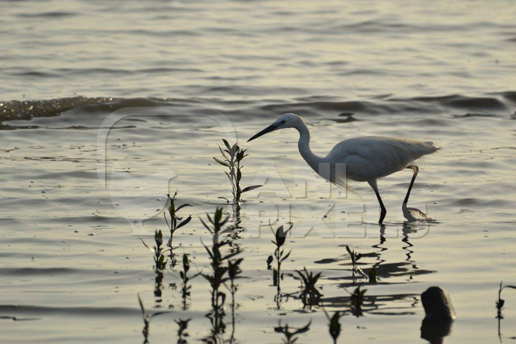 Little egret wading in water