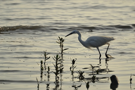 Little egret wading in water