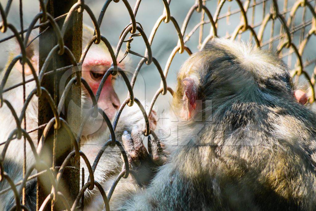 Sad macaque monkey behind fence in cage in Byculla zoo