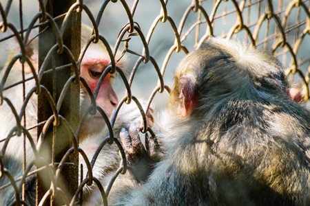 Sad macaque monkey behind fence in cage in Byculla zoo