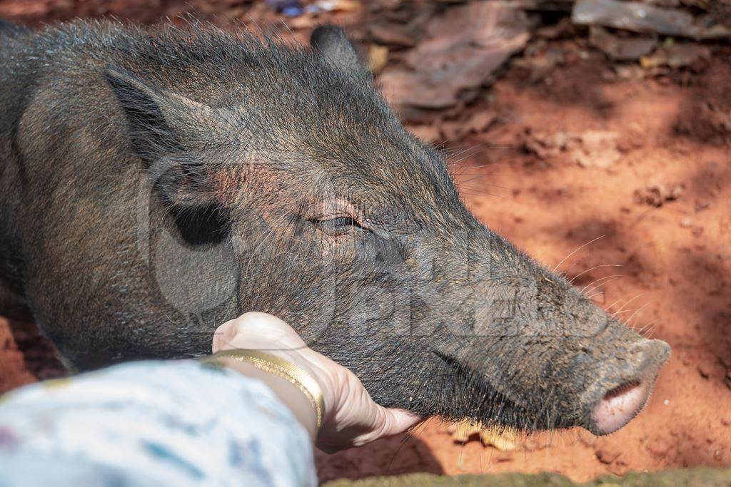 Person stroking rural pig in a village in Goa