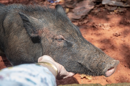Person stroking rural pig in a village in Goa