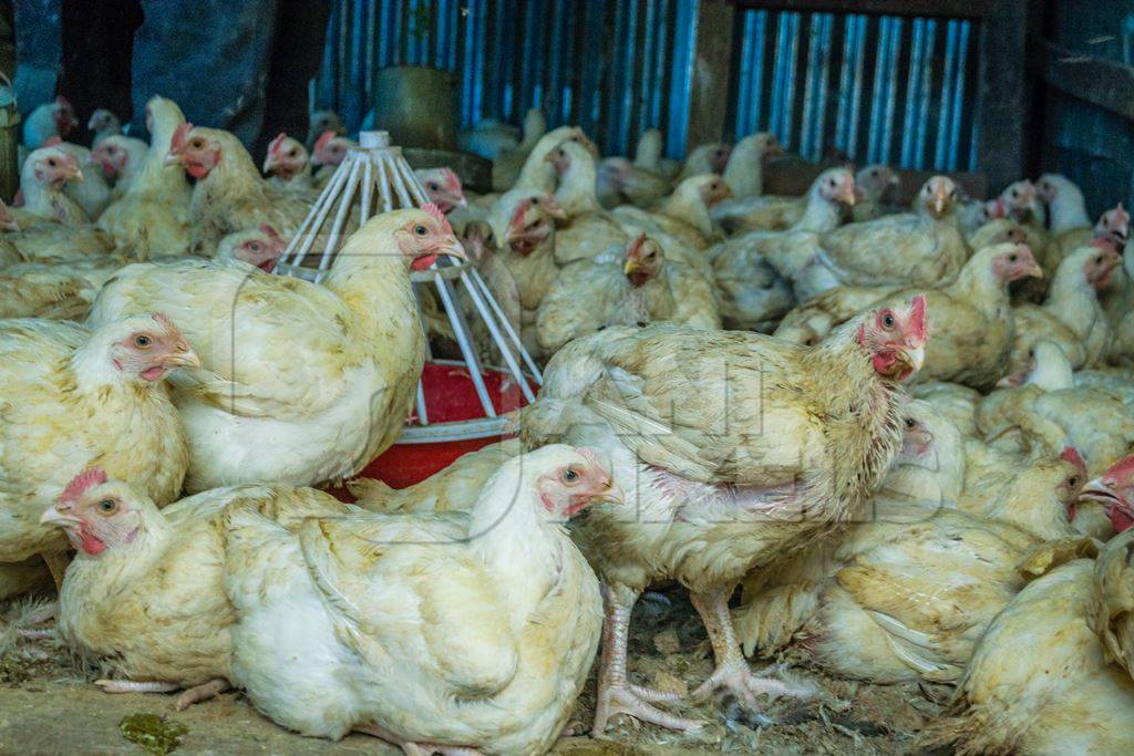 Chickens in a pen on sale for meat at a chicken shop at a market