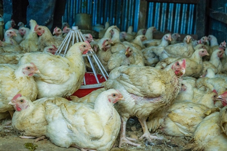 Chickens in a pen on sale for meat at a chicken shop at a market