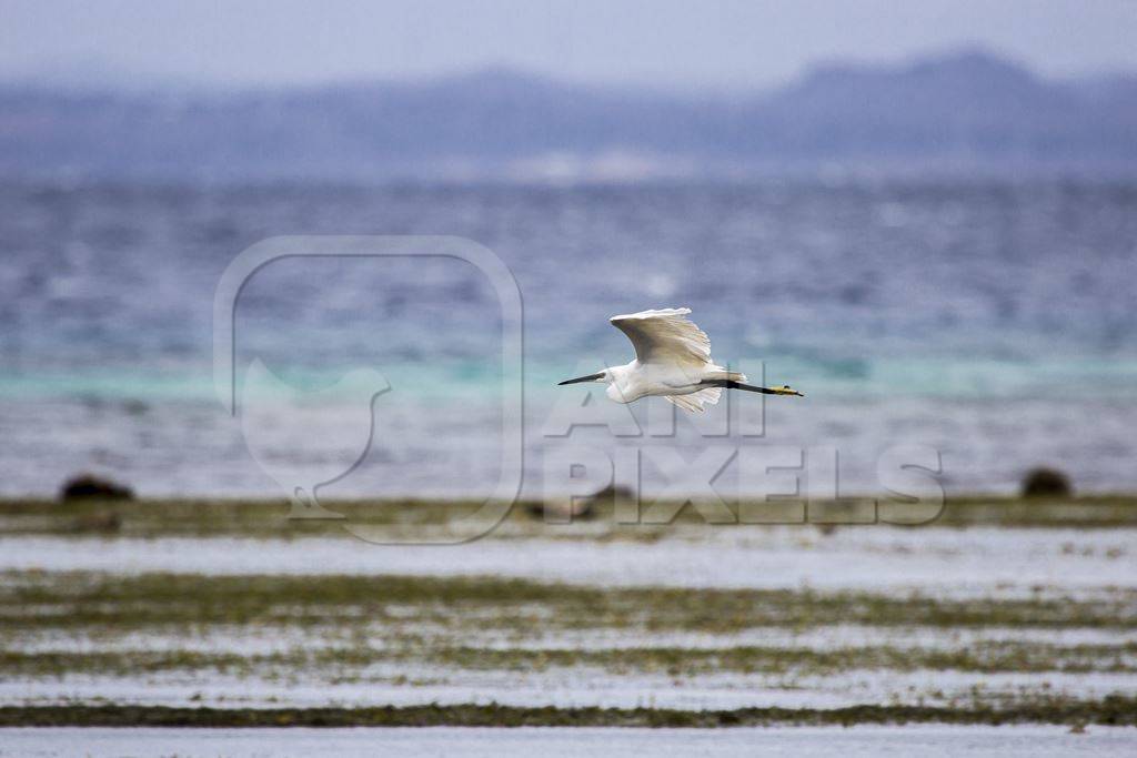 Egret flying over the sea