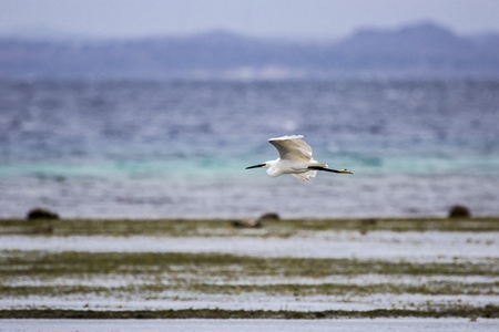 Egret flying over the sea