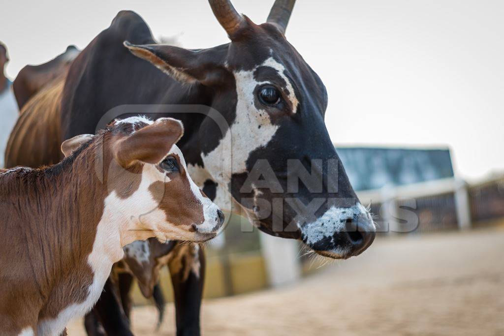 Mother and baby street cows on beach in Goa in India
