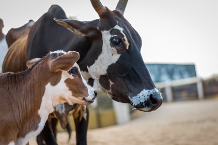 Mother and baby street cows on beach in Goa in India