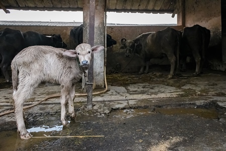 Pale Indian buffalo calf tied up away from the mother, with a line of chained female buffaloes in the background on an urban dairy farm or tabela, Aarey milk colony, Mumbai, India, 2023