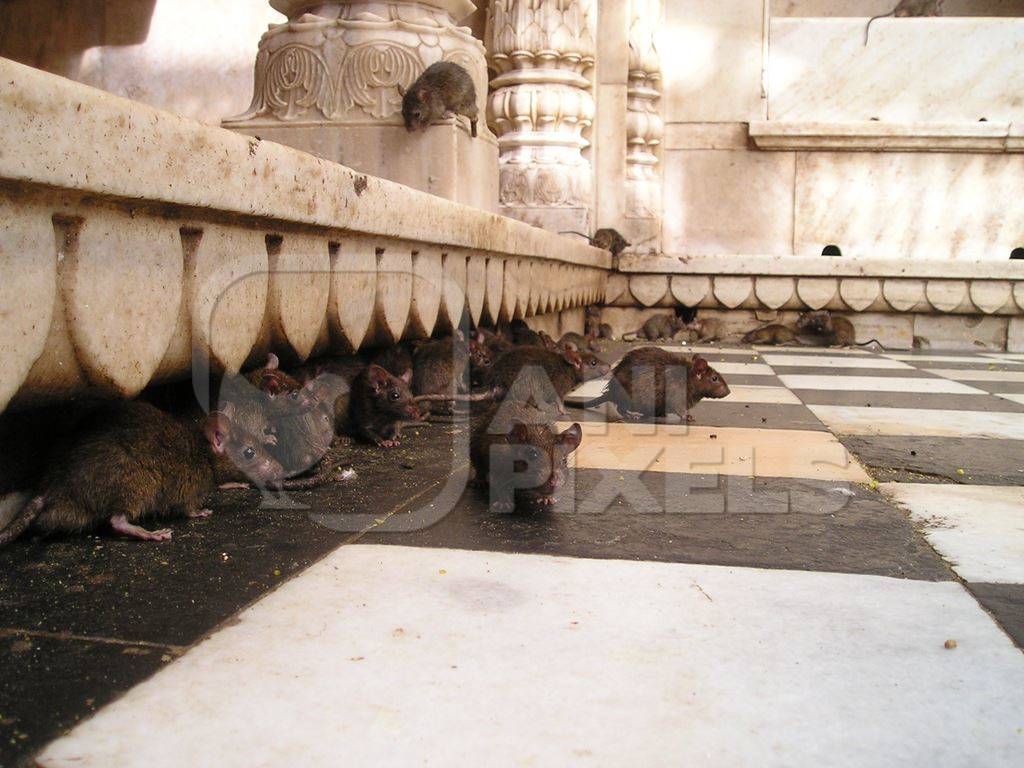 Rats at Karni Mata rat temple in Rajasthan