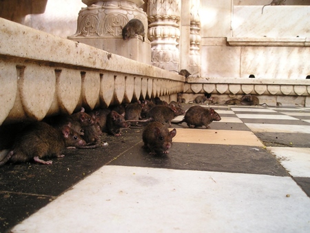 Rats at Karni Mata rat temple in Rajasthan