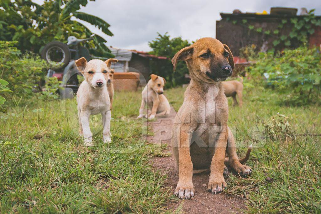 Cute stray puppies playing in a field