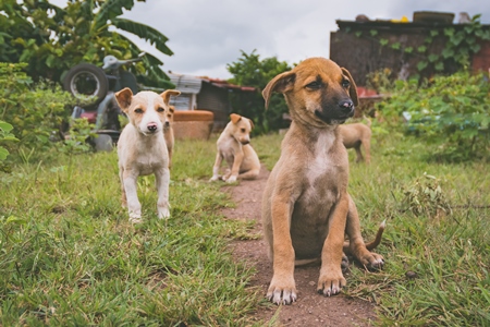 Cute stray puppies playing in a field