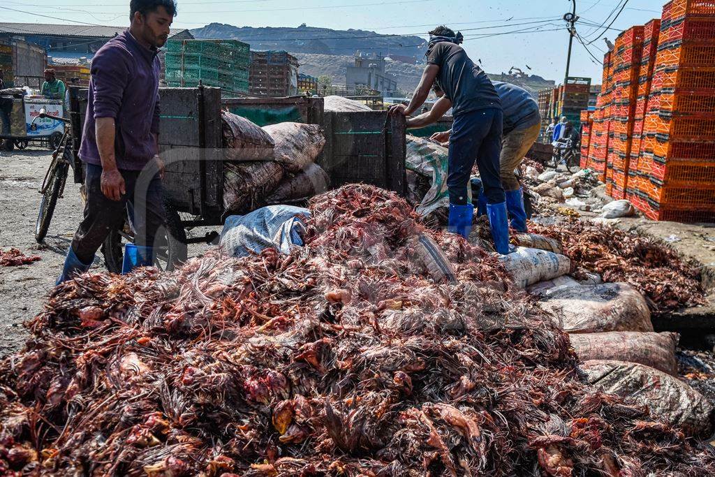 Workers handle piles of Indian chicken waste at Ghazipur murga mandi, Ghazipur, Delhi, India, 2022