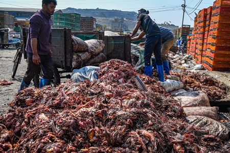 Workers handle piles of Indian chicken waste at Ghazipur murga mandi, Ghazipur, Delhi, India, 2022