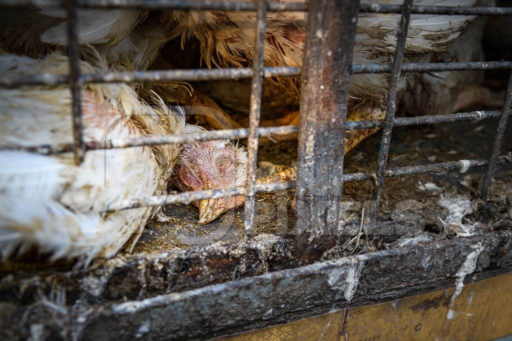 Dead Indian broiler chicken in a cage on a small transport truck at Ghazipur murga mandi, Ghazipur, Delhi, India, 2022