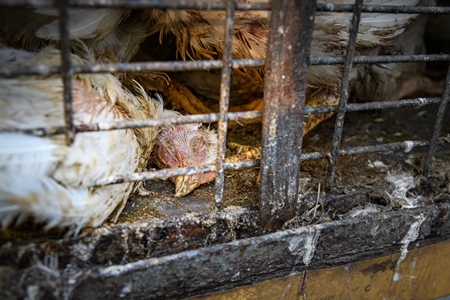 Dead Indian broiler chicken in a cage on a small transport truck at Ghazipur murga mandi, Ghazipur, Delhi, India, 2022