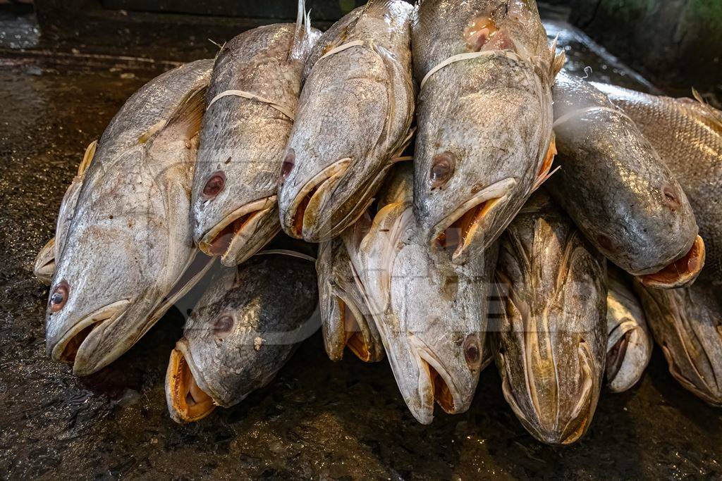 Dead fish on sale at the fish market inside New Market, Kolkata, India, 2022