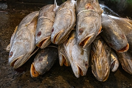 Dead fish on sale at the fish market inside New Market, Kolkata, India, 2022