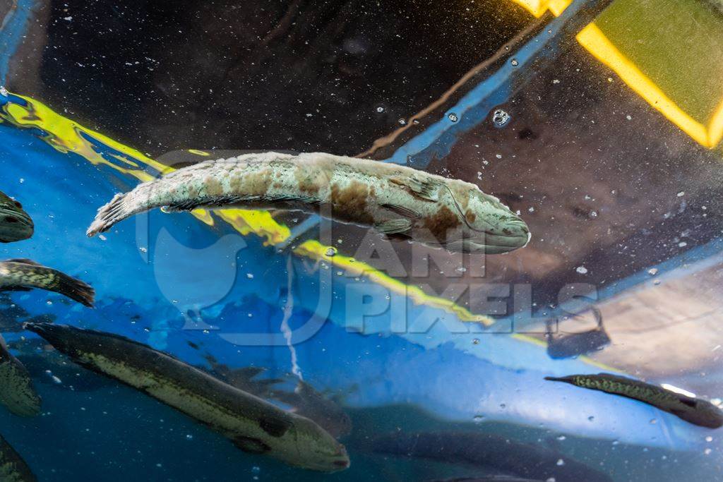 Sick or diseased fish with fungus in a dirty tank at an underwater fish tunnel expo aquarium in Pune, Maharashtra, India, 2024
