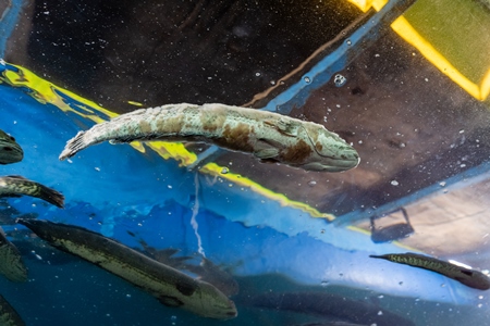 Sick or diseased fish with fungus in a dirty tank at an underwater fish tunnel expo aquarium in Pune, Maharashtra, India, 2024