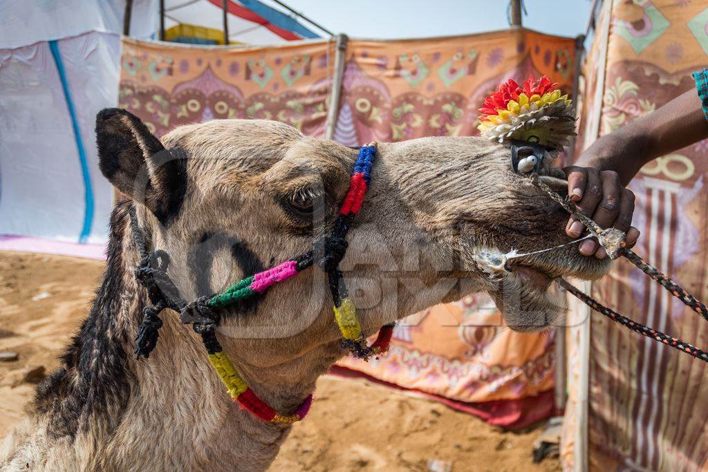 Sitting Indian camel decorated and harnessed used to give camel tourist rides at Pushkar camel fair in Rajasthan, India, 2019