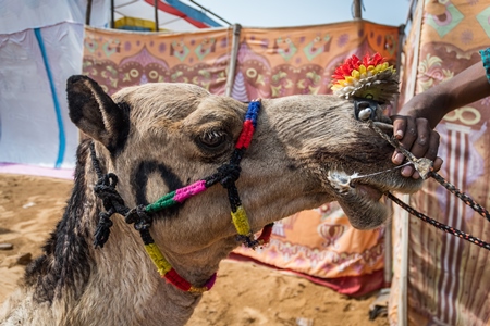 Sitting Indian camel decorated and harnessed used to give camel tourist rides at Pushkar camel fair in Rajasthan, India, 2019