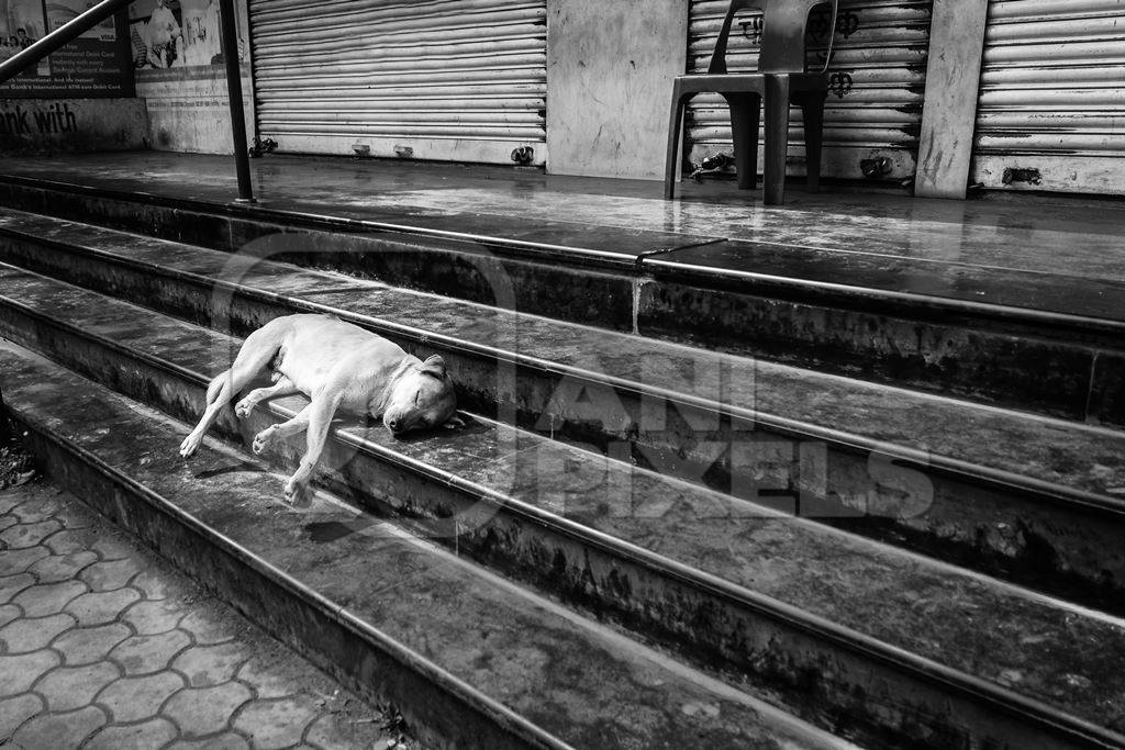 Street dog sleeping on stone steps in urban city  in black and white