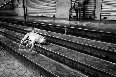 Street dog sleeping on stone steps in urban city  in black and white