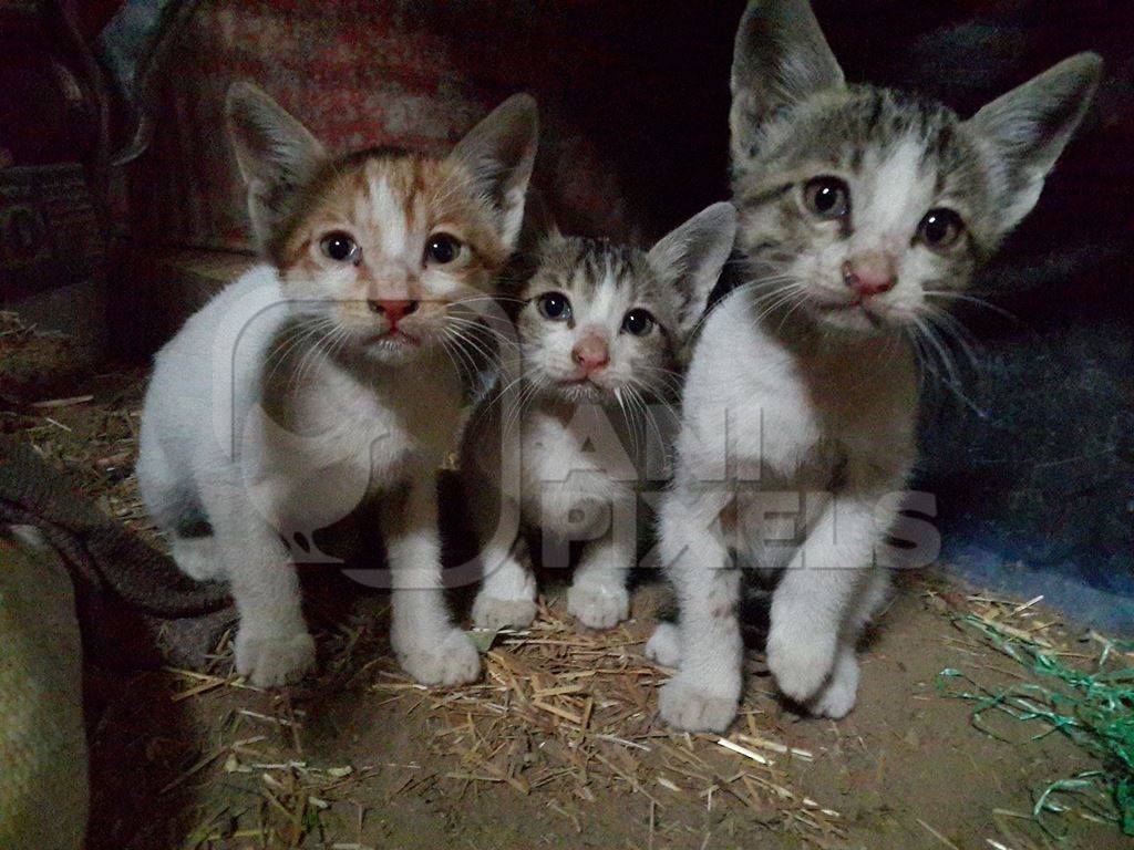 Three small grey and white street kittens