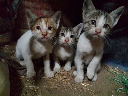 Three small grey and white street kittens