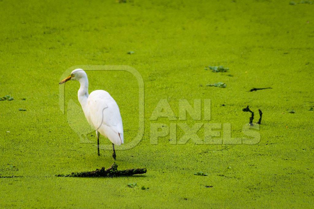 White egret bird in dirty green lake full of algae in Byculla zoo