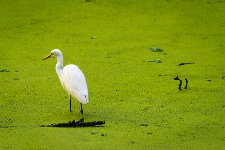 White egret bird in dirty green lake full of algae in Byculla zoo