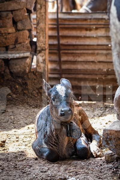 Small Indian dairy cow calf tied up in a small urban dairy in the city of Jodhpur, India, 2022