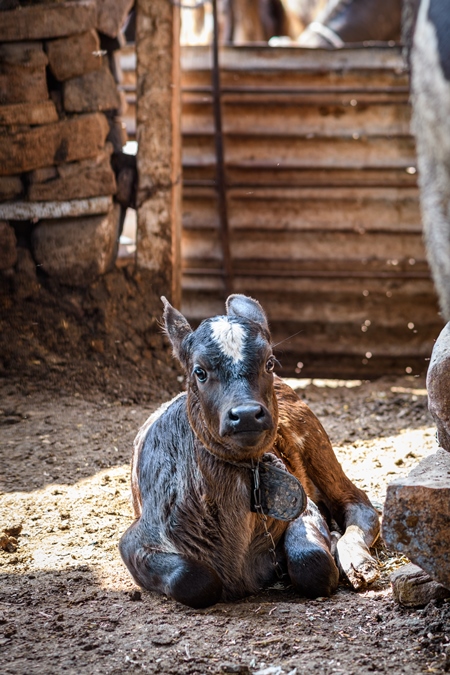 Small Indian dairy cow calf tied up in a small urban dairy in the city of Jodhpur, India, 2022